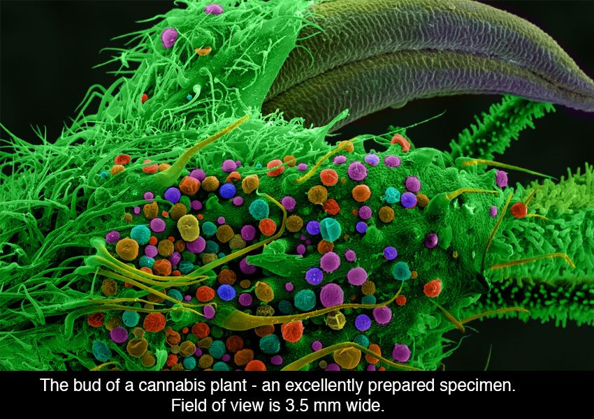 marijuana-under-the-microscope7000-0