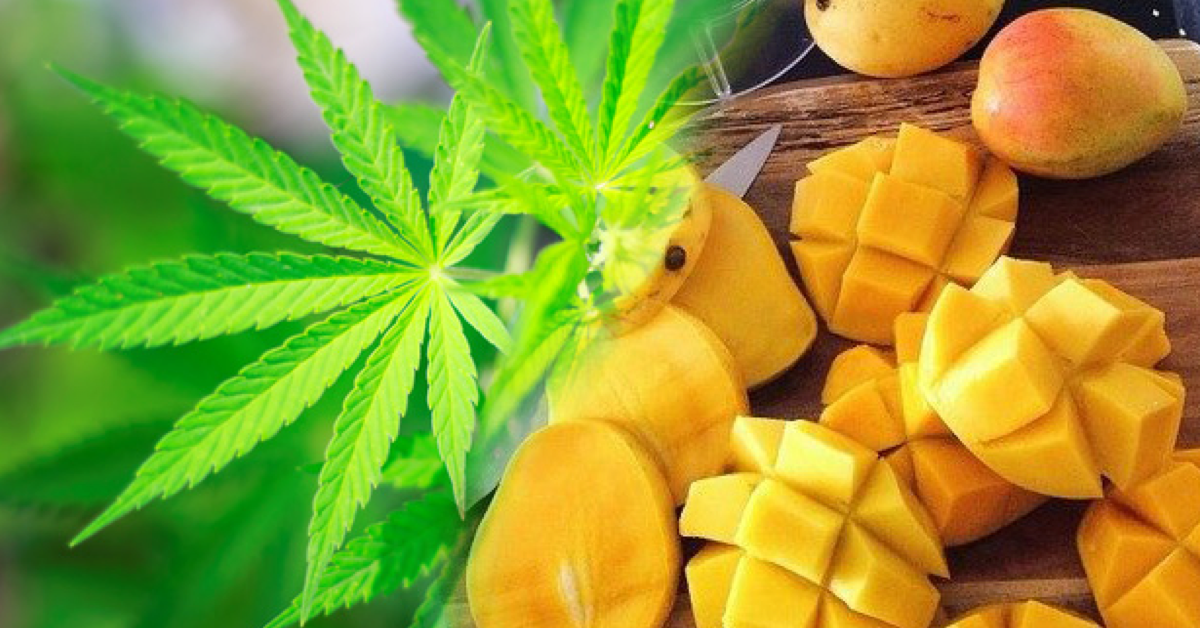Cannabis Mango